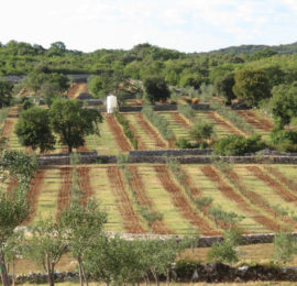 Olive plantation